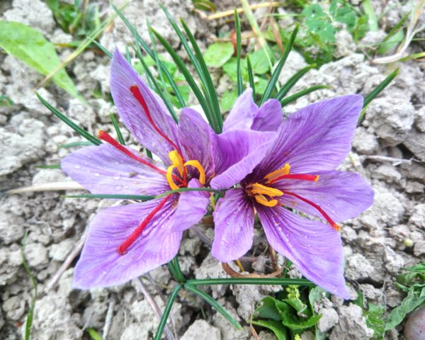 il fiore aperto dello zafferano