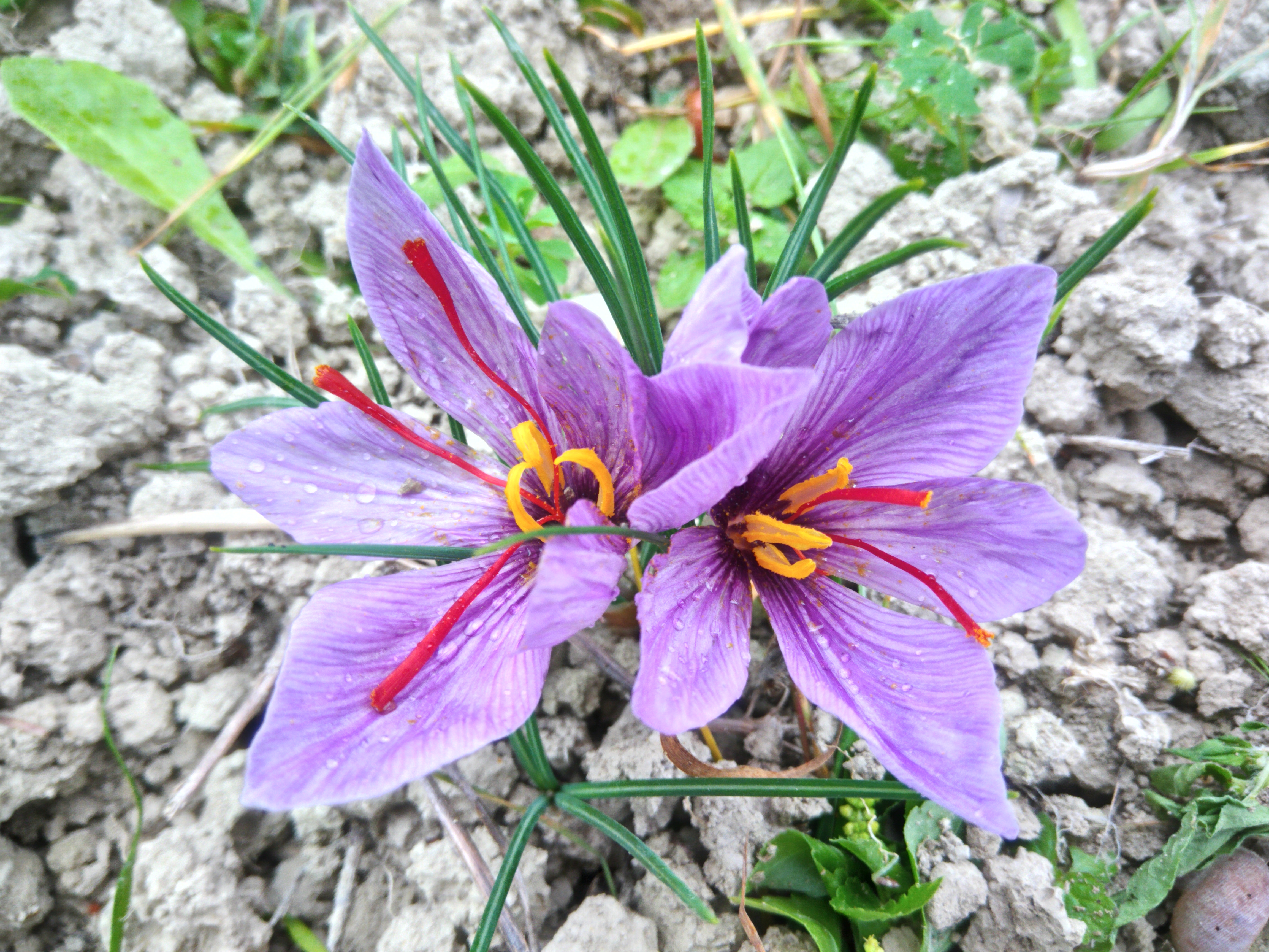 Saffron in bloom