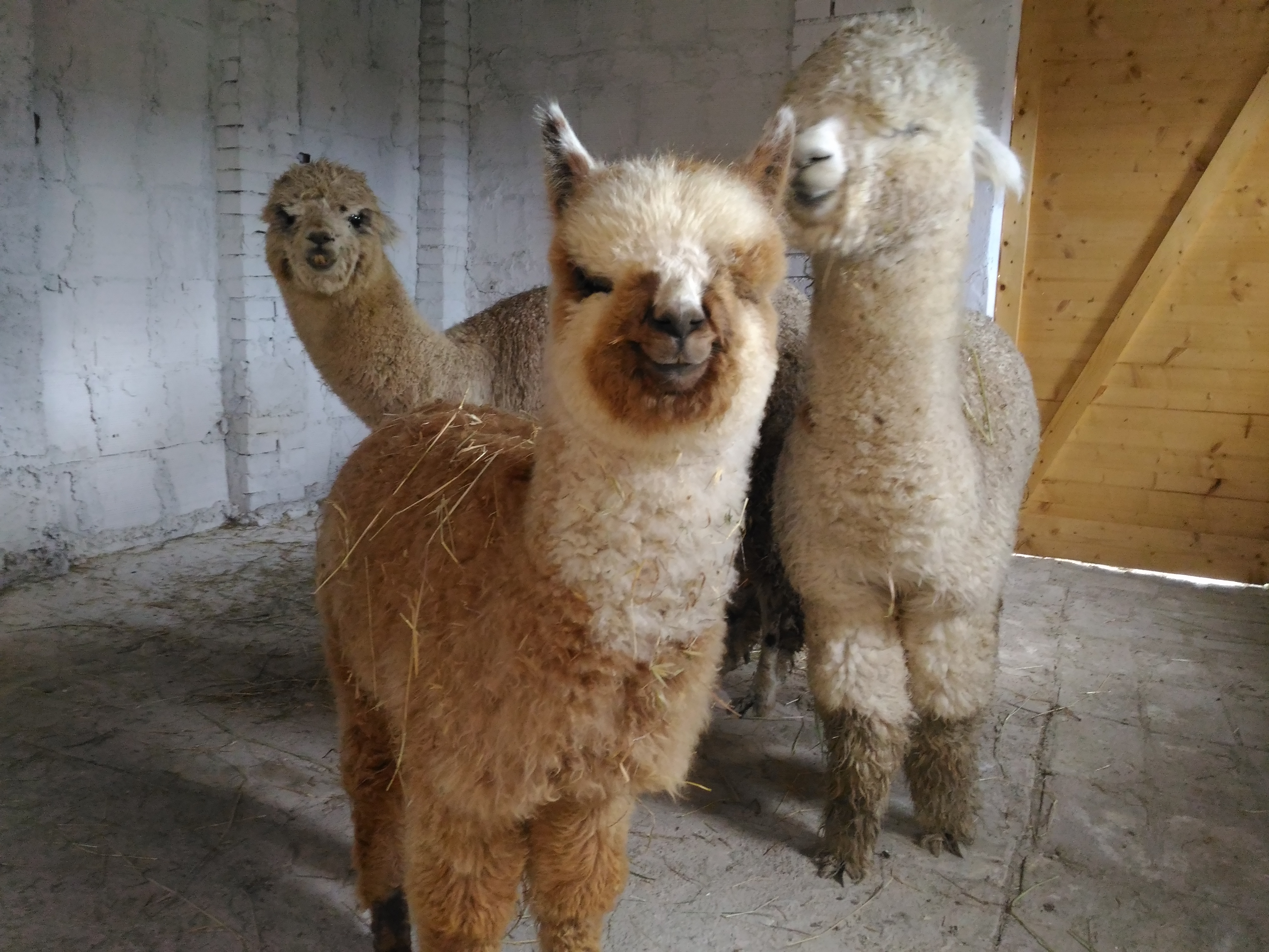 Alpaca