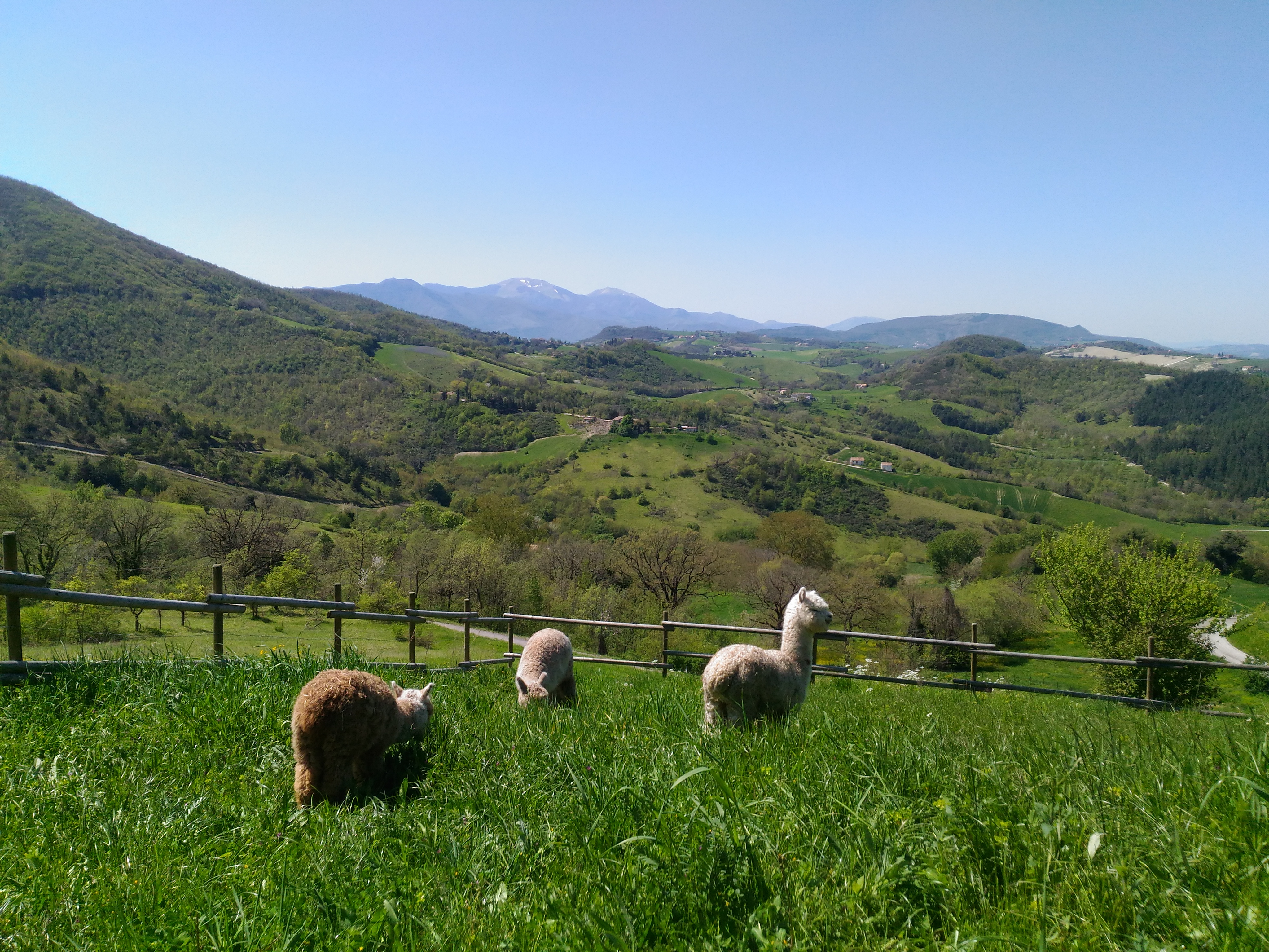 Alpaca al pascolo